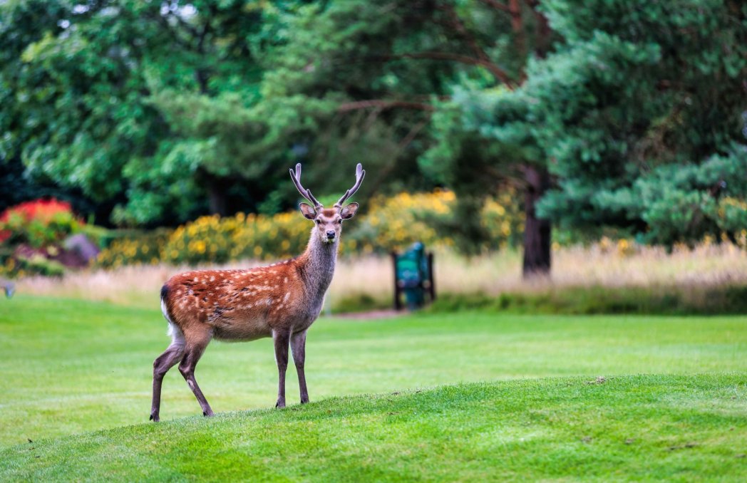 Tulferrissgc  large www.tulfarrishotel.com